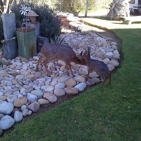 Grysbok Self Catering Accommodation Oudtshoorn Bagian luar foto