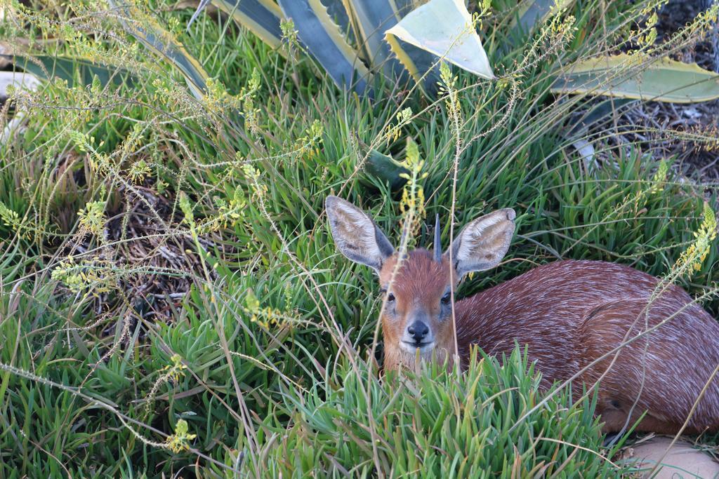 Grysbok Self Catering Accommodation Oudtshoorn Bagian luar foto