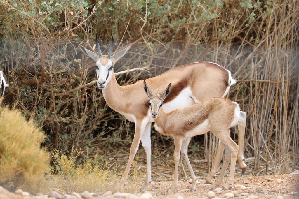 Grysbok Self Catering Accommodation Oudtshoorn Bagian luar foto