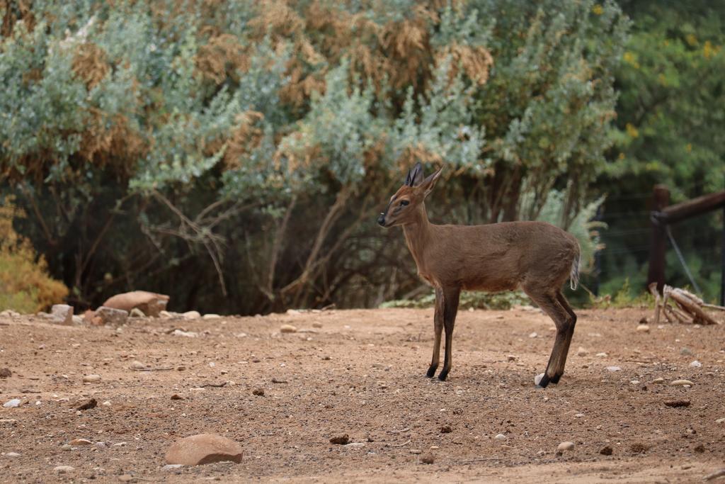 Grysbok Self Catering Accommodation Oudtshoorn Bagian luar foto